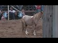 Miniature Bronc Riding -  2023 Motley / Dickens Old Settlers Rodeo | Saturday