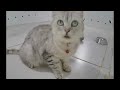 Best Cats Videos 😘❤️ Funny Animal Videos 🐱