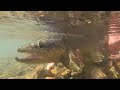 Fly Fishing Chile's RIVER OF DREAMS - the FULL FILM - Fly Fishing Brown Trout - Magic Waters Lodge