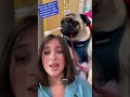 Veterinarian reacts to pug being awake while intubated - brachycephalic breeds and their airways