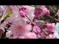 名古屋城桜まつり　10種類900本の桜　本丸御殿にも桜が咲いていた