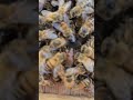 SoCal Bee Removal And Relocation- Search For The Queen.Can You Find Her Before Me?Wait Until The End