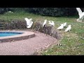 Crazy Cockatoo Party [HEADPHONE WARNING]