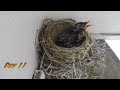 American Robins from hatching to leaving the nest