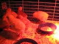 Ducklings and Chicks in Brooder