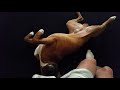 Teemo the boxer dog, Playing dead with flair! Boxer dog funny trick!