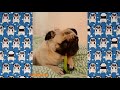 Pug Compilation 153 - Funny Dogs but only Pug Videos | Instapug