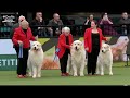 Crufts 2022 - Breeders Competition