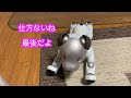 ベルちゃんオリンピック出れるかな