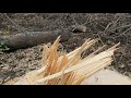 Felling a wildfire destroyed Fir.