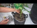 Step-by-Step Guide: How to Grow Eggplant from Seeds Fast | At Home and In Pots