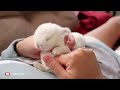 The Cutest Baby Bunny Rabbit Compilation EVER