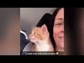 Try Not To Laugh 🤣 New Funny Cats Video 😹 - Just Cats Part 14