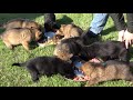 Kraftwerk k9 German Shepherd Puppies establishing drive at 5 weeks!