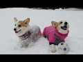 コーギーのゆき＆ゆめ　雪あそび　Corgi Yuki & Yume playing in the snow.