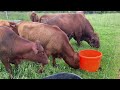 Multi-Species Rotational Grazing | “Should I Mow Behind Animals in the Rotation?” #rotationalgrazing