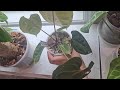Houseplant Updates For May 2024