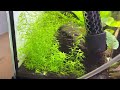 The Best Plants For Walstad Method Tanks! (Five Easy Plants For Planted Tanks)