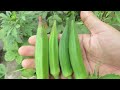 Growing Okra From Seed / Okra Plant Growing in Containers at Home / How To Grow Okra