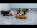 Best Funniest Animal Videos 2024😻🐈Funny Dogs And Cats Videos Of The year😁