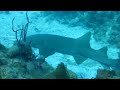 Shark diving