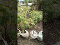 watering plants dragon fruit and dwarf coconut