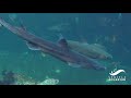 All About Pacific Spiny Dogfish - Shark and Ray Awareness Day