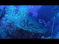 POV Diving - Shipwreck - Cozumel - México