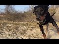 Rottweiler dobermann mix, running of that hill SLOMO