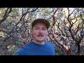 Metal Detecting for Gold in California (Gold Found!)