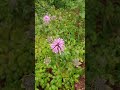 LITFM Garden Life - A little bit about Bee Balm