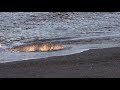 Harbor Seals Pup to cute