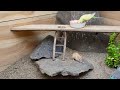 Uninterrupted Cat TV | adorable mouse digging burrows,squabble playing and squeaking|Relax Your Pets