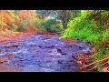 ENJOY FOREST SOUNDS: BEAUTIFUL STREAM AND MORNING BIRDS CHIRPING, RELAXING ASMR, MEDITATION