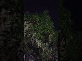یوٹیوب پر پہلی بار صبح سویرے چڑیوں کی چہکار کی اصلی وڈیوزOriginal early morning chirping on YouTube