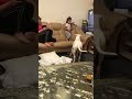 So funny Dog vs cute girl