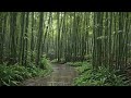 Calming Rain Sounds in The Bamboo Forest For Good Sleep, beat insomnia, White Noise ASMR