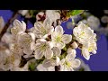 Blooming Flowers Timelapse - 2! 1 Hour 4K Relaxing Screensaver. Amazing Flowers! Relaxing Music