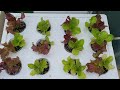 여름상추 집에서 재활용품 수경재배로 쉽고 맛있게 키우는 방법. lettuce water culture at home.