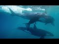 Orcas KIDNAP a baby whale 🐋 | Mammals - BBC