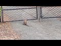 Bobcat vs. Rattlesnake