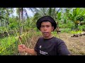 HIDUP MAKMUR DI PEDESAAN TENGAH KEBUN, BANGUN PAGI DI SAMBUT HUJAN LEBAT MENIKMATI SINGKONG & PARE