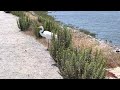 Snowy Egret Misses Out On Lunch