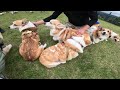 コーギーが大集合！ The corgi assembles!