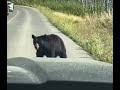 Nature in Canada-Too Cute 🥰