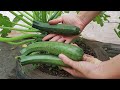 The secret to growing zucchini sitting in tires from apple peels and burnt rice husk - Many fruits