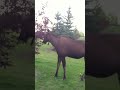 Moose love trees