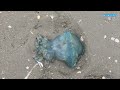 Blaue Nesselquallen am Strand Nordsee * Blue jellyfish North Sea beach * Quallen