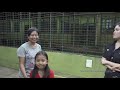 THE LION WHISPERER FROM INDONESIA - AGUS SANG PENAKLUK SINGA PUTIH RAKSASA YANG BUAS