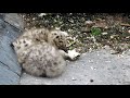 Life In The Colony - The life of the Herring Gull - From egg to first flight